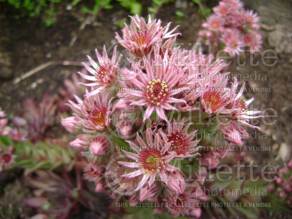 Sempervivum tectorum (Houseleeks Hen and Chicks) 4 