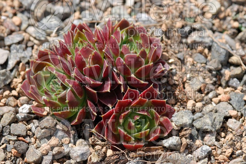 Sempervivum Sunset (Houseleeks Hen and Chicks) 1 