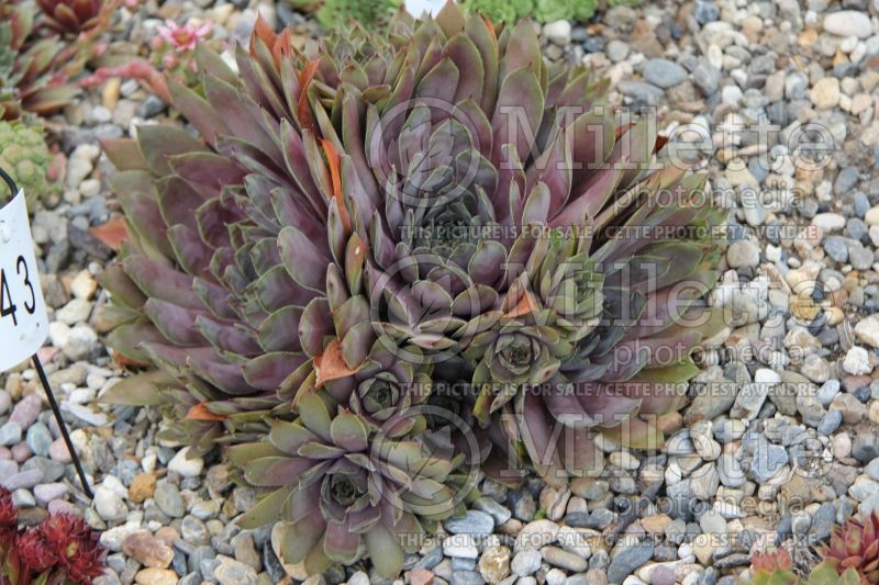 Sempervivum Twilight Blues (Houseleeks Hen and Chicks) 1 