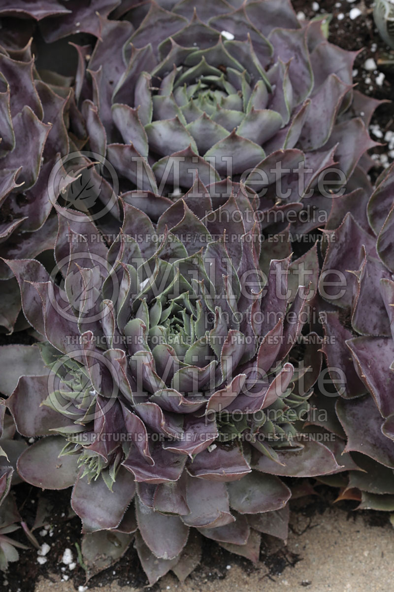 Sempervivum Vortex (Cobweb Houseleek) 1  