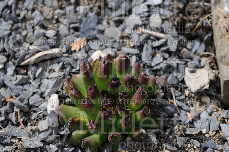 Sempervivum Weirdo (Cobweb Houseleek) 1 