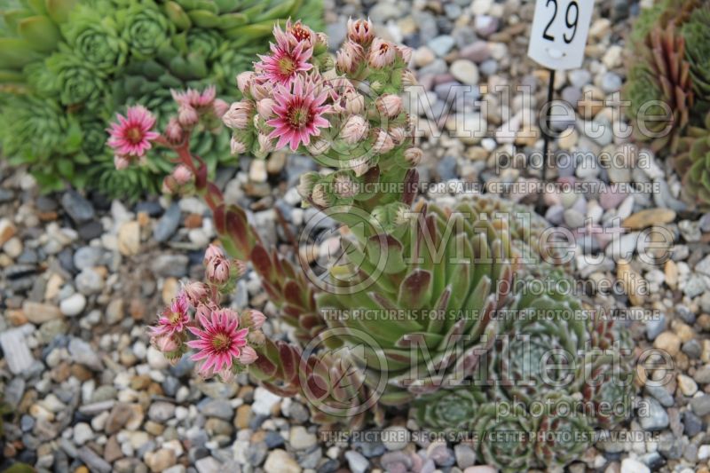 Sempervivum Witchery (Houseleeks Hen and Chicks) 1 