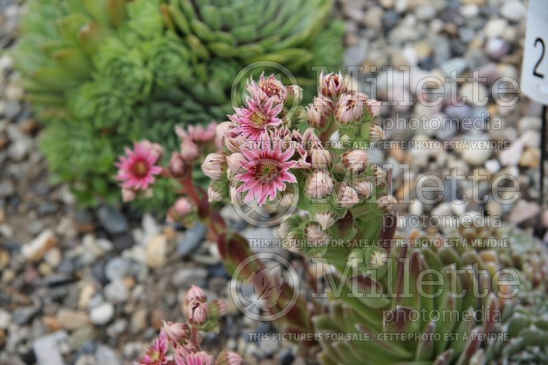 Sempervivum Witchery (Houseleeks Hen and Chicks) 2 