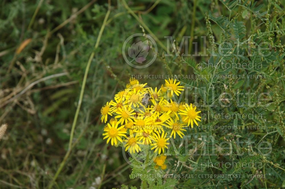 Packera aurea aka Senecio aureus (golden ragwort) 2