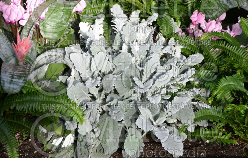 Senecio Cirrus  (Silver ragwort) 1 