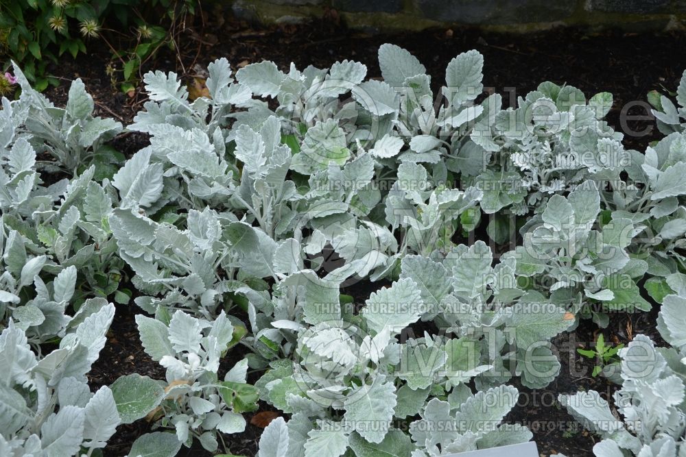 Senecio New Look (Silver ragwort) 1 