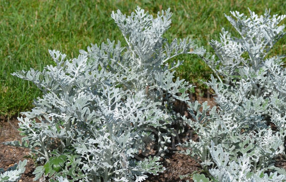 Senecio Silver Dust (Cineraria) 4 