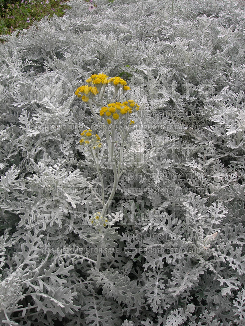 Senecio Silver Dust (Cineraria) 3 