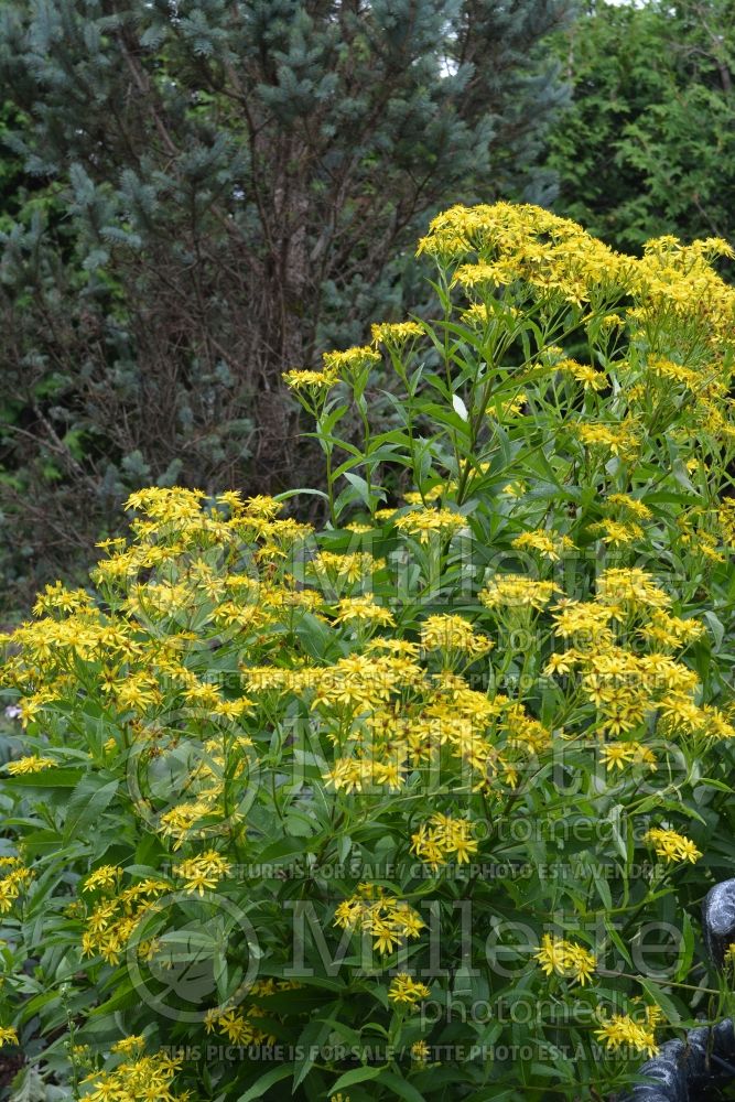 Senecio doria (golden ragwort) 1 