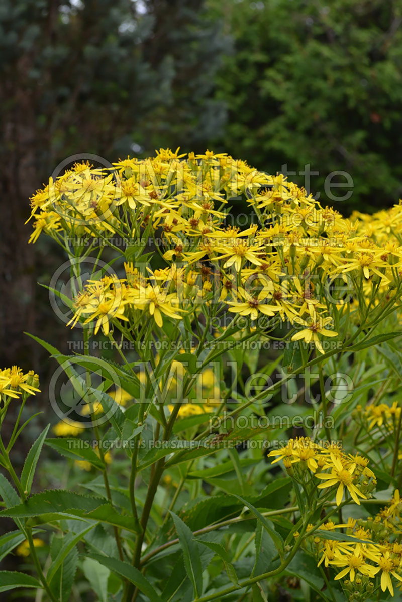 Senecio doria (golden ragwort) 2 