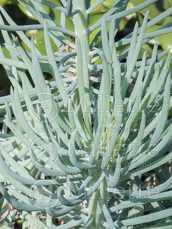 Senecio ficoides (Big Blue chalk sticks) 2