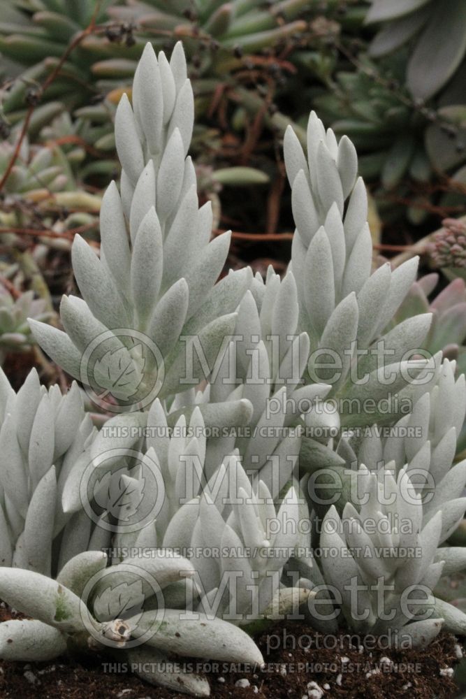 Senecio haworthii (senecio cactus) 1  