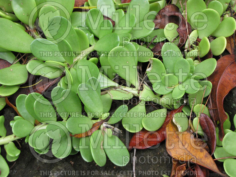 Senecio jacobsenii (Silver ragwort) 1 