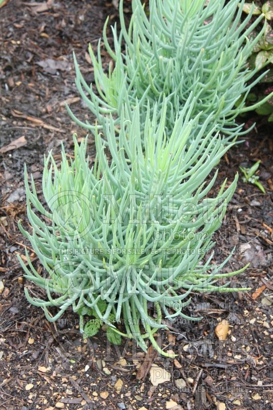 Senecio talinoides ssp mandraliscae (blue finger, blue chalk sticks) 3 