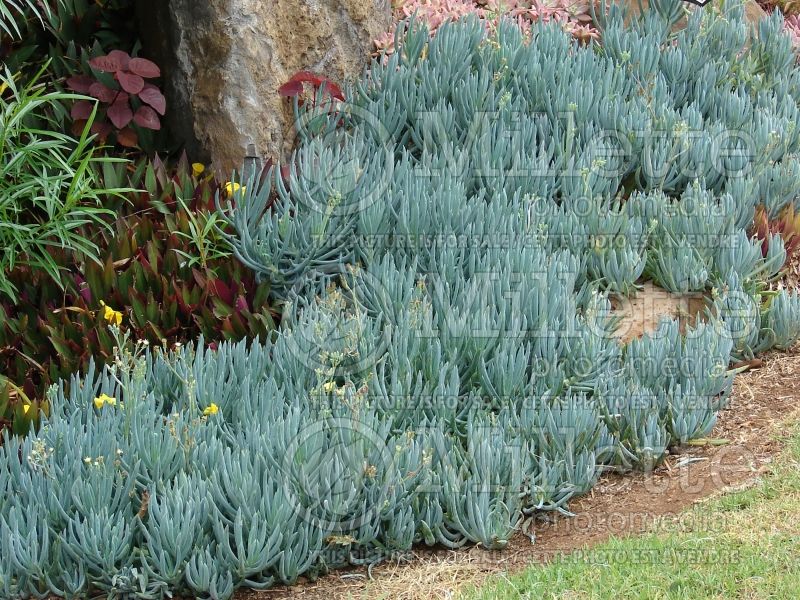 Senecio talinoides ssp mandraliscae (blue finger, blue chalk sticks) 4 