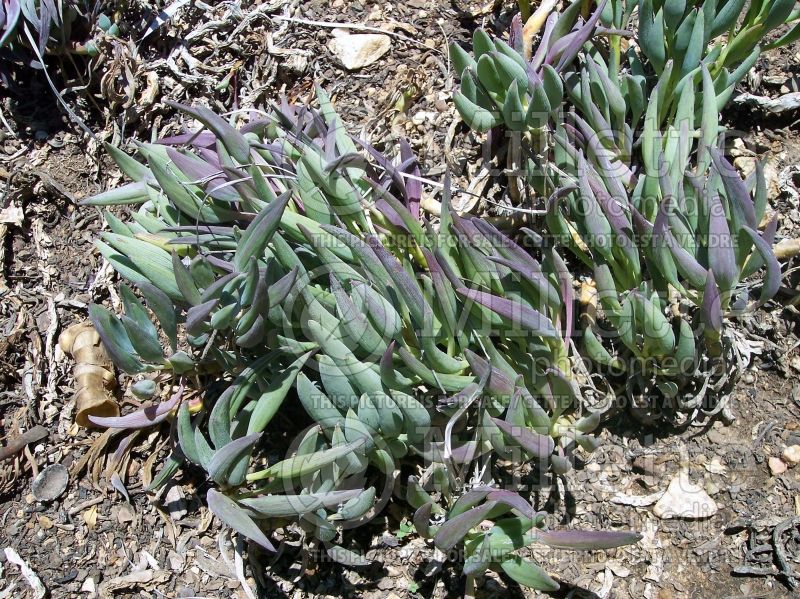 Senecio talinoides ssp mandraliscae (blue finger, blue chalk sticks) 2 