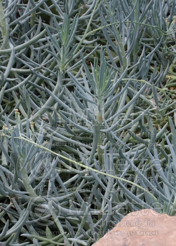 Senecio talinoides ssp mandraliscae (blue finger, blue chalk sticks) 10 