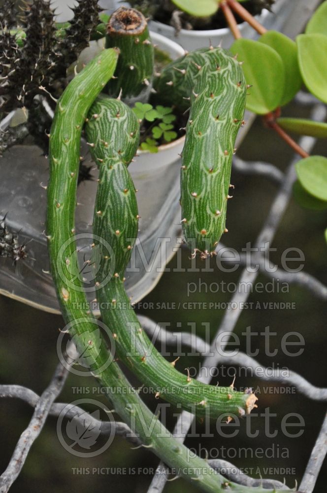 Senecio pendulus (cactus) 1 