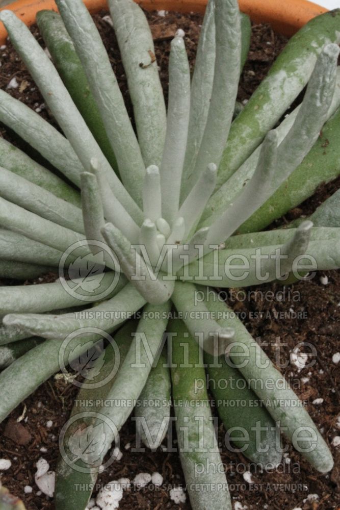 Senecio scaposus (senecio cactus) 1  