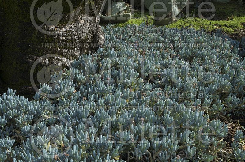 Senecio serpens (Chalksticks) 1 