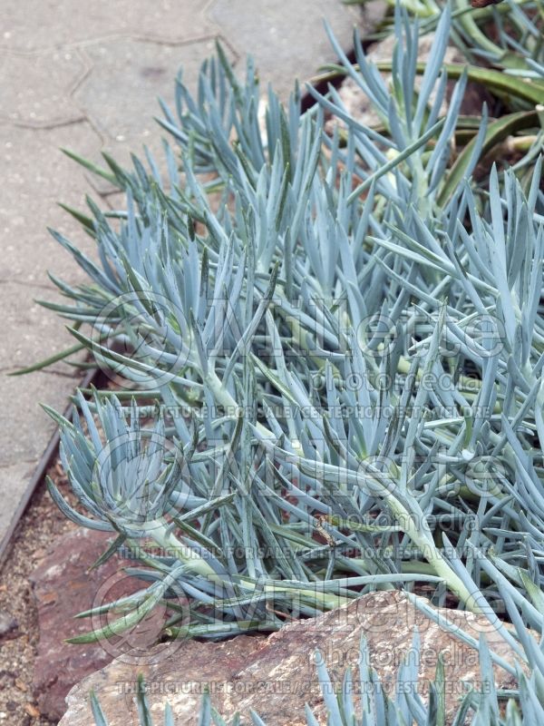 Senecio talinoides ssp mandraliscae (blue finger, blue chalk sticks) 5 