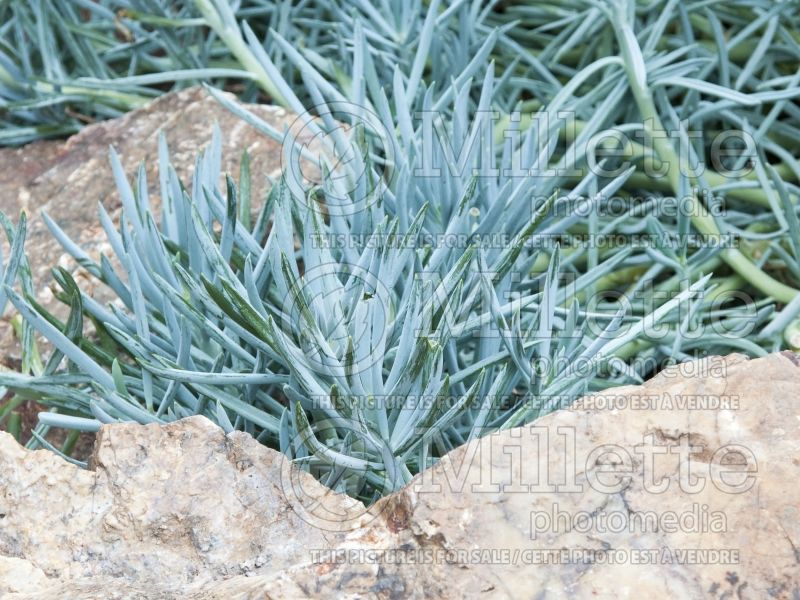 Senecio talinoides ssp mandraliscae (blue finger, blue chalk sticks) 6 