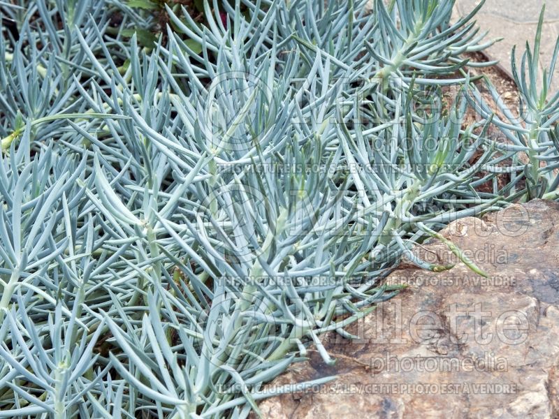 Senecio talinoides ssp mandraliscae (blue finger, blue chalk sticks) 7 