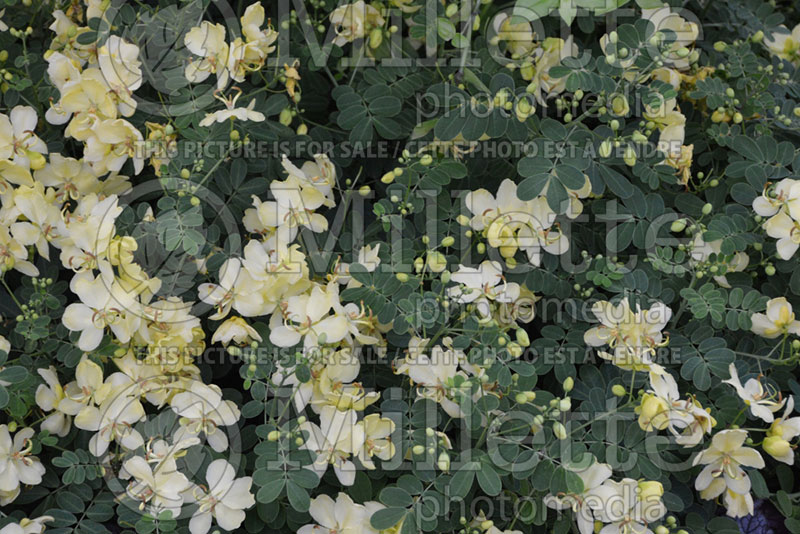 Senna Butter Cream aka Butter Cream  (Winter Cassia) 1 