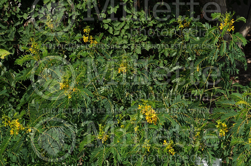 Senna hebecarpa aka Cassia hebecarpa (Wild Cassia, Wild Senna) 4 