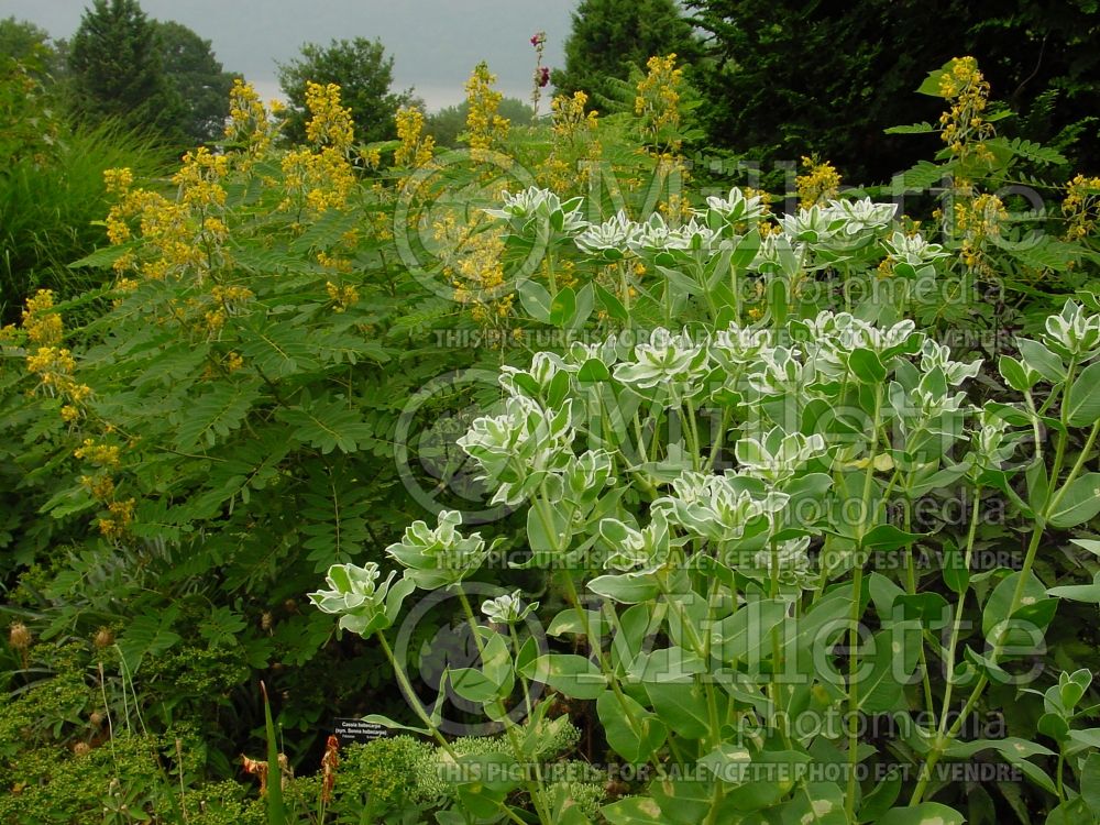 Senna hebecarpa aka Cassia hebecarpa (Wild Cassia, Wild Senna) 6 