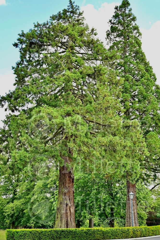 Sequoiadendron giganteum (Giant sequoia) 6