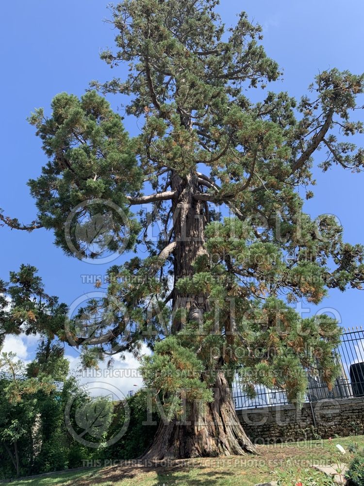 Sequoiadendron giganteum (Giant sequoia) 4