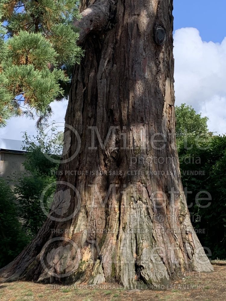 Sequoiadendron giganteum (Giant sequoia) 5