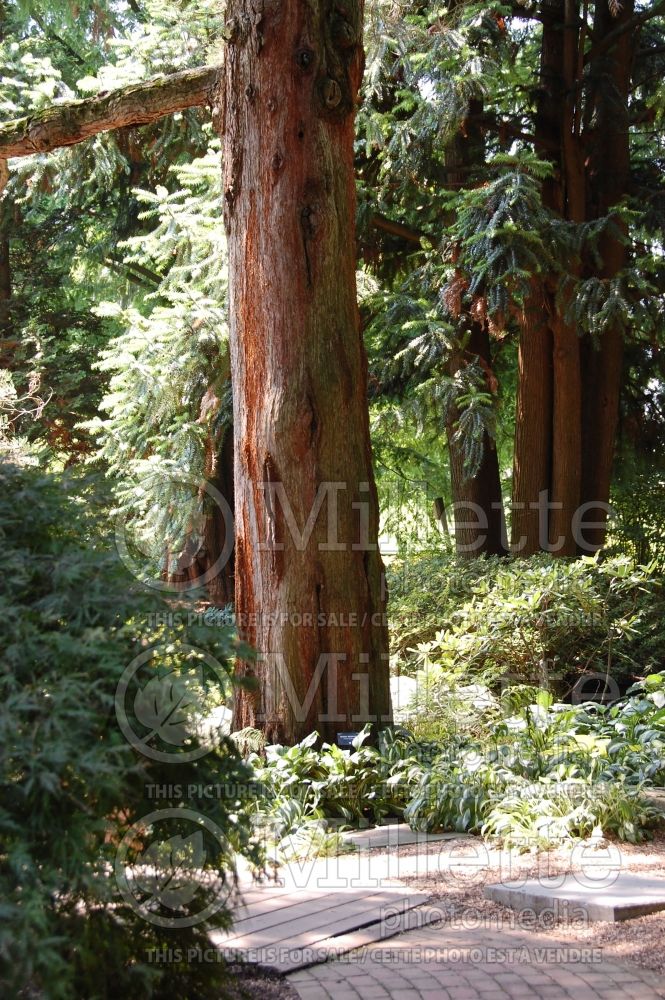 Sequoiadendron giganteum - Bark (Giant sequoia) 1