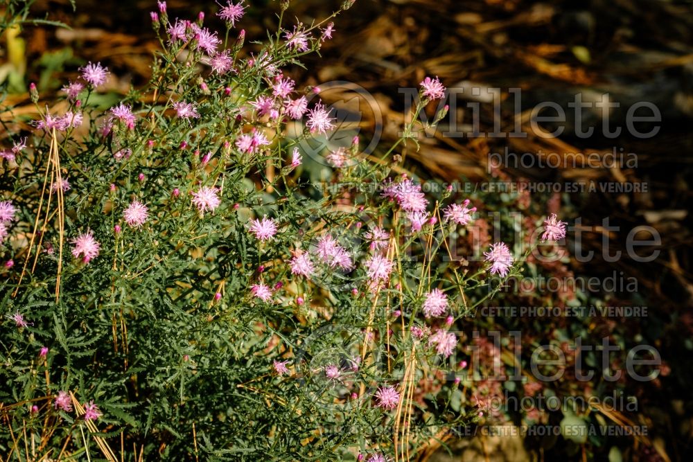 Serratula tinctoria var. seoanei (Serratula) 1