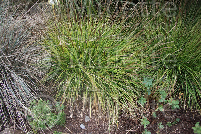 Sesleria autumnalis (Autumn Moor Grass) 1