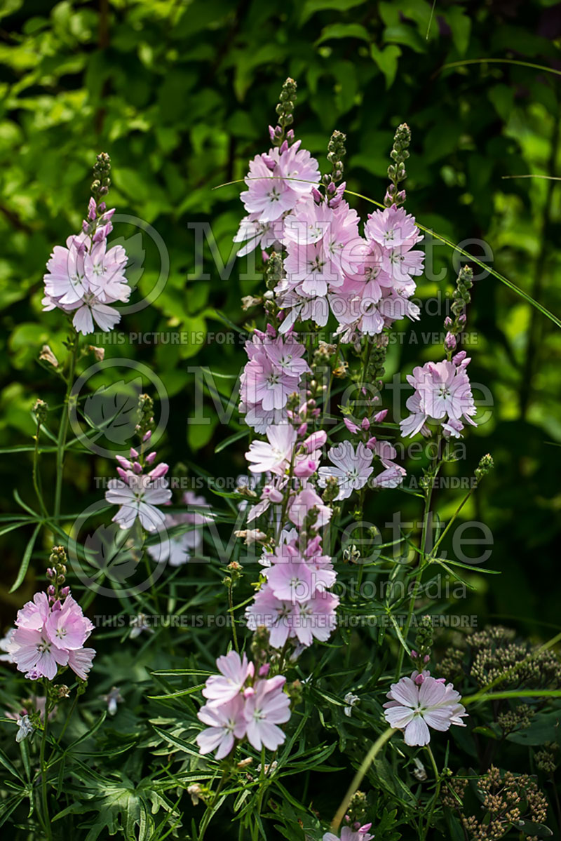 Sidalcea Elsie Heugh (Prairie Mallow) 1