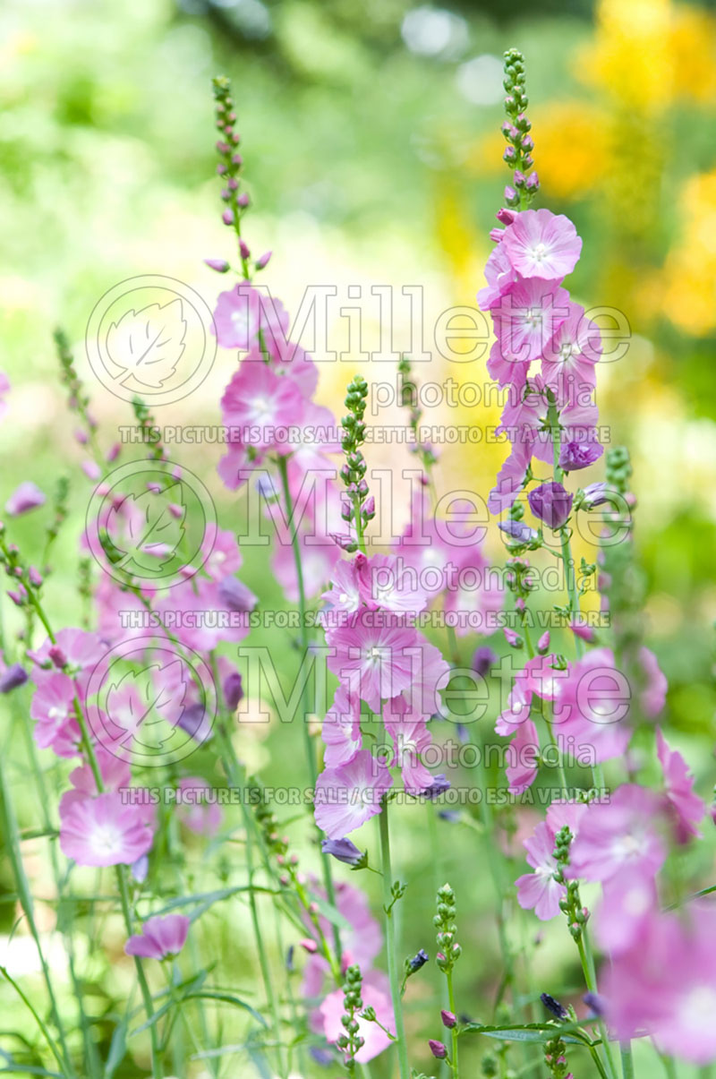 Sidalcea Elsie Heugh (Prairie Mallow) 2