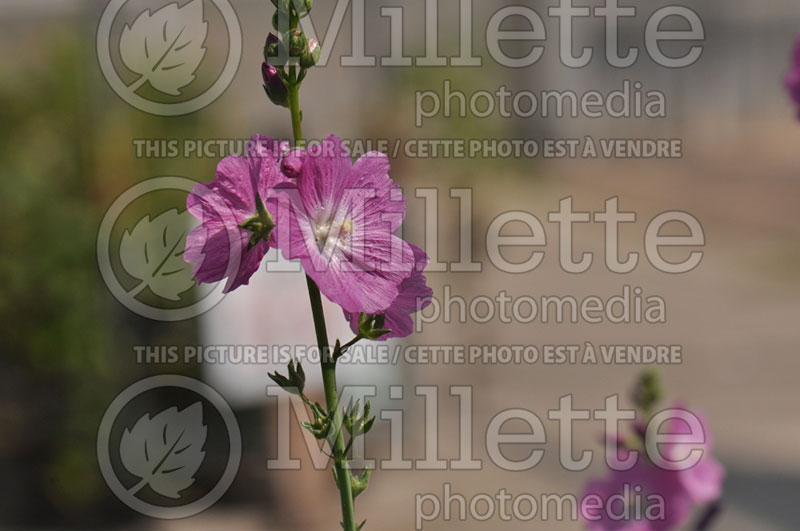 Sidalcea Party Girl (Prairie Mallow) 3