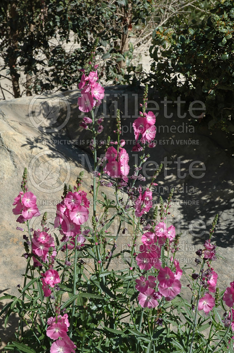 Sidalcea Party Girl (Prairie Mallow) 1