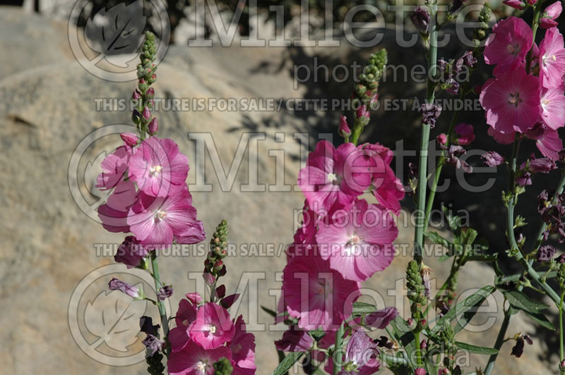 Sidalcea Party Girl (Prairie Mallow) 2