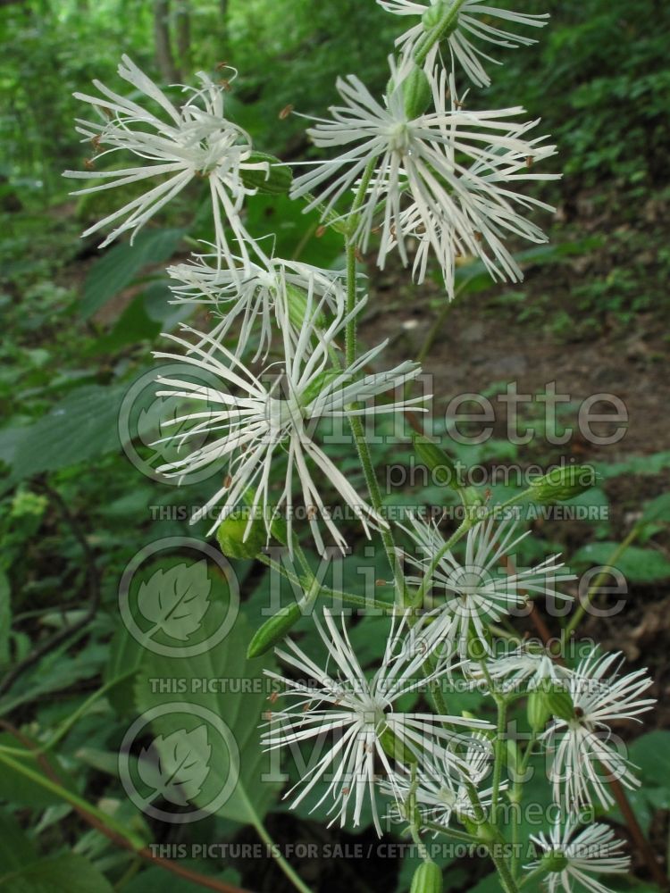 Silene ovata (Blue Ridge Catchfly) 1 