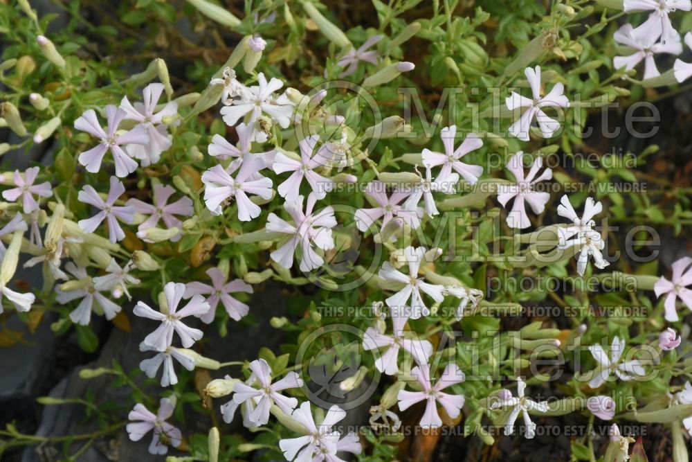 Silene Shell Pink (Royal Catchfly) 2 