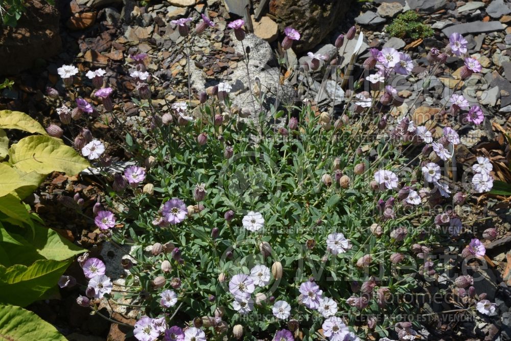 Silene Rosea (Variegated Rock Campion) 1 