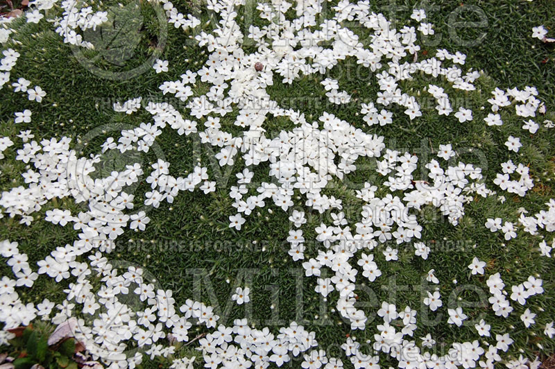 Silene acaulis (moss campion or cushion pink) 1 