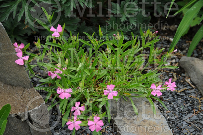 Silene Short and Sweet (Campion catchfly) 1 