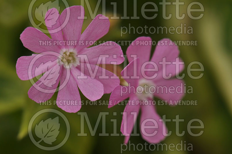 Silene Clifford Moore (Campion catchfly) 6 