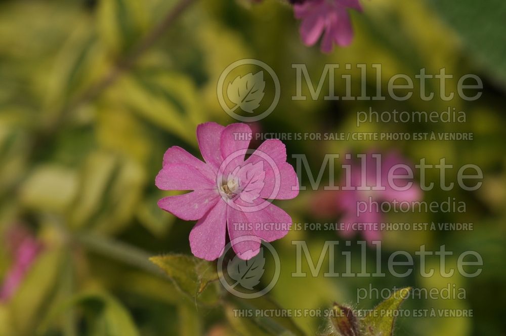 Silene Clifford Moore (Campion catchfly) 5  