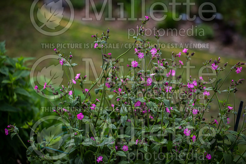 Silene Purple Prince (Campion catchfly) 2 