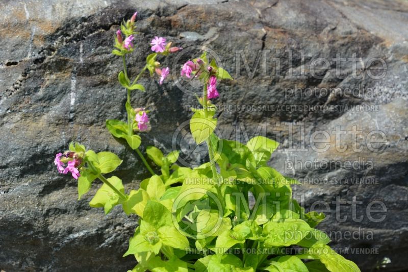 Silene Ray’s Golden (Campion catchfly) 1 